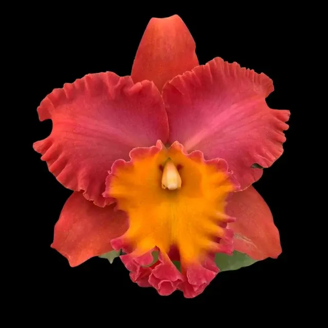 Cattleya Alliance - Rlc. Orange Diamond (Cattleya)