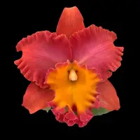 Cattleya Alliance - Rlc. Orange Diamond