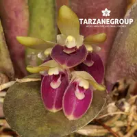 PLEUROTHALLIS / ACIANTHERA RECURVA SMALL ORCHID XL MOUNTED
