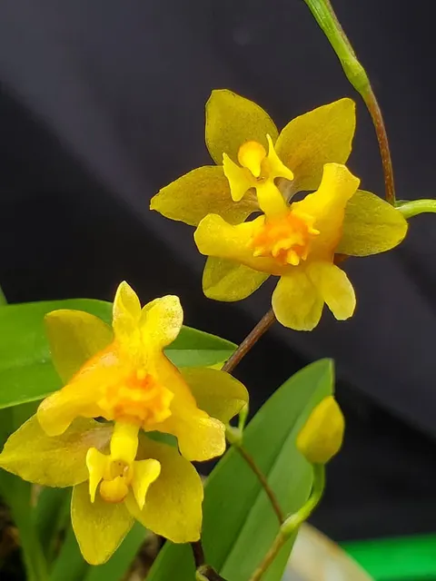 Oncidium Twinkle Oro (Oncidium)