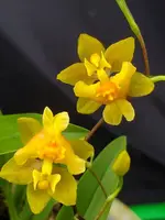 Oncidium Twinkle Oro