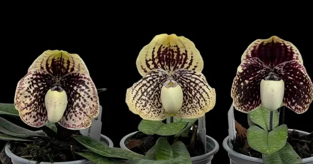 Paphiopedilum Hung Sheng Benkei x leucochilum (Paphiopedilum)