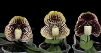 Paphiopedilum (Hung Sheng Benkei x leucochilum)