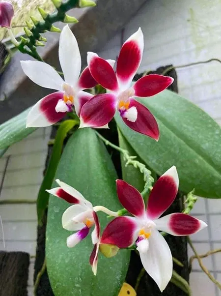 Phalaenopsis tetraspis stem prop 'Rosa'