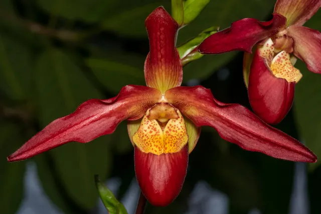 Phragmipedium Living Fire EO0080 (Phragmipedium)