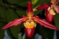 Phragmipedium Living Fire (Sorcerers Apprentice 4n ‘Elites 1st’ x besseae #1) EO0080