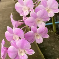 Dendrobium Orchid Plant Burana Pearl Pink # 2036 - Seedling