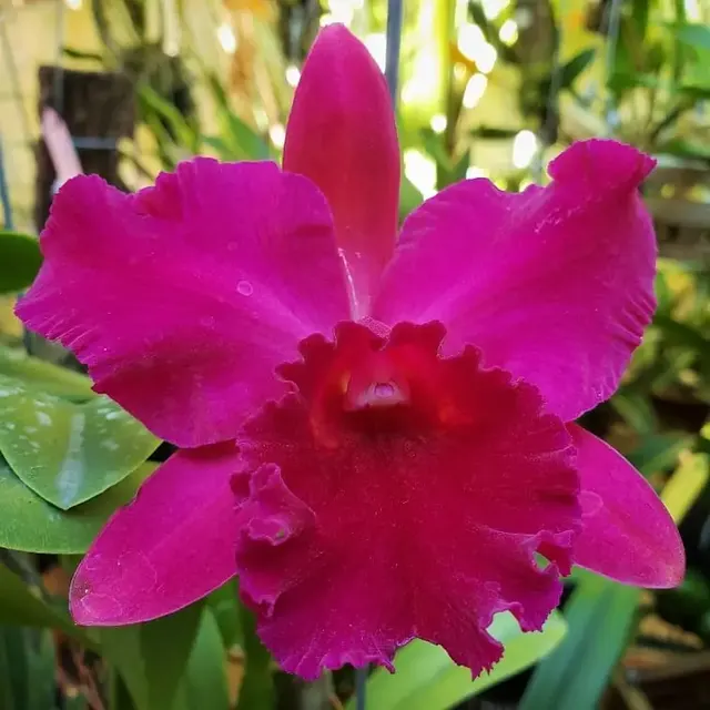 Rhyncholaeliocattleya Hsinying Scarlet ‘Ching Hua’ (Rhyncholaeliocattleya)