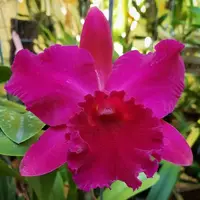 RLC Hsinying Scarlet ‘Ching Hua’
