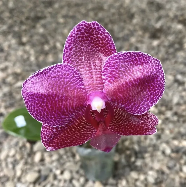 Phalaenopsis Mituo Sun