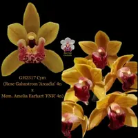 Cymbidium Seedling GH2317 Cym (Rose Gahnstrom 'Arcadia' 4n x Mem. Amelia Earhart 'FNR' 4n)