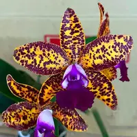 Cattleya Leopard Lou 'Satay' parfumata