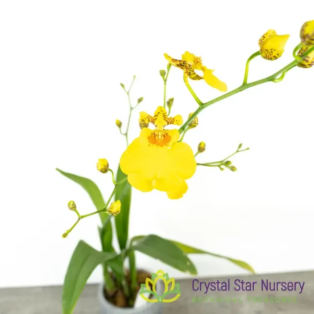 Oncidium Sweet Sugar ‘CT-Wide’ (Oncidium)