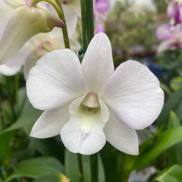 Dendrobium Phalaenopsis Coconut Dream