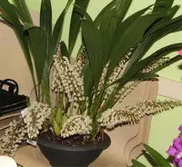 Coelogyne multiflora — Blühfähige Pflanze
