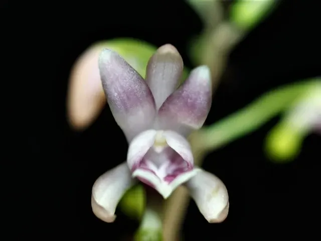 Oeceoclades monophylla 'African Spotting' (Oeceoclades)