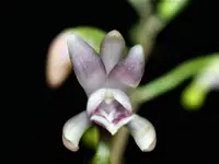 Oeceoclades Monophylla 'African Spotting orchid', Beautiful Leave Pattern, Potted