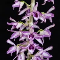 Dendrobium anosmum 'alba' x anosmum 'a touch of class'