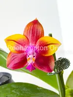 Phal. Mituo Obsidian 'Three Headed Dog' — Blooming Size (Broken Leaves - Last in stock)