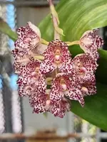 Bulbophyllum kubahense (Leaves 1+) — 10 cm / No