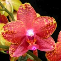 Phalaenopsis KV Golden Star