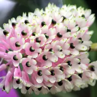 Rare Orchid Species Dendrobium Den similliae Large Mature Size Live Plant