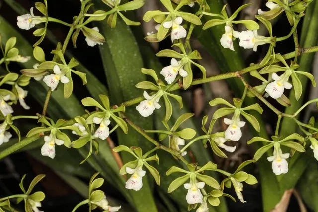 Encyclia naranjapatae (Encyclia)