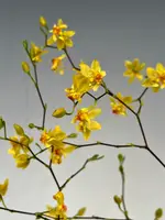 Oncidium Twinkle 'Oro' (cheirophorum x sotoanum)
