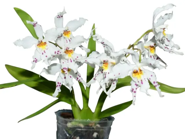 Oncidium Clown (Oncidium)