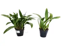Maxillaria chacoensis (Big)