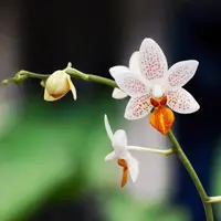 Phal. Mini Mark ‘Holm’