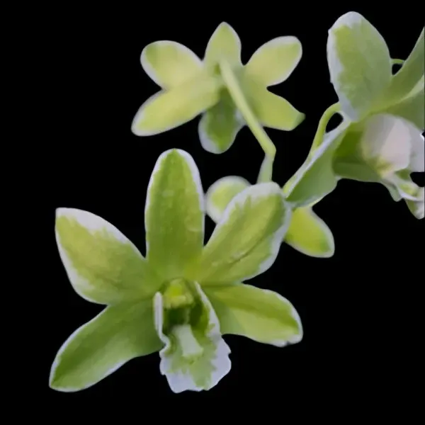 Dendrobium Burana Green