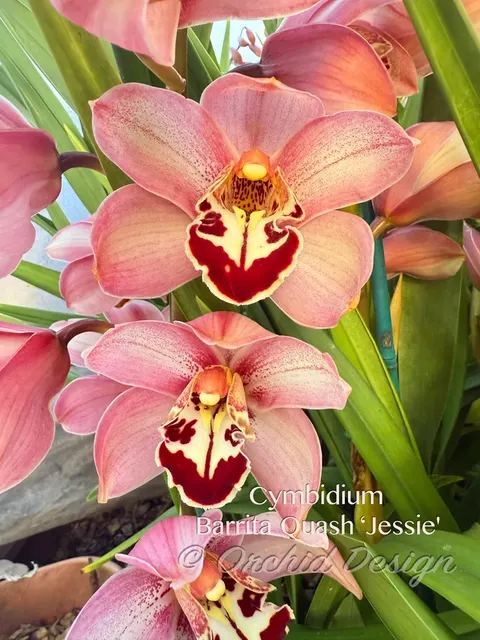 Cymbidium Barrita Quash 'Jessie' (Cymbidium)