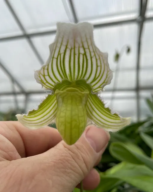 Paphiopedilum fairrieanum fma bohlmannianum (Paphiopedilum)