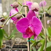 Phalaenopsis Orchid Gypsy Kiss- Mature Plant