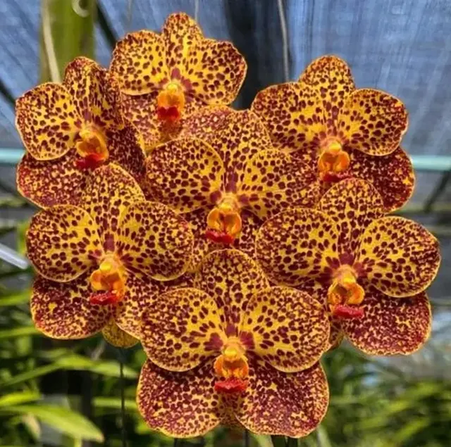 Vanda Adisak Spot Blooming Size (Vanda)