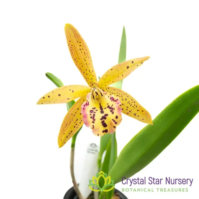 Brassocattleya Rustic Spots HCC/OCNZ 'H&R'