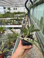 Dendrobium aggregatum — blühfähige Pflanzen