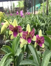 Dendrobium Aridang 3 Lips (Dendrobium)