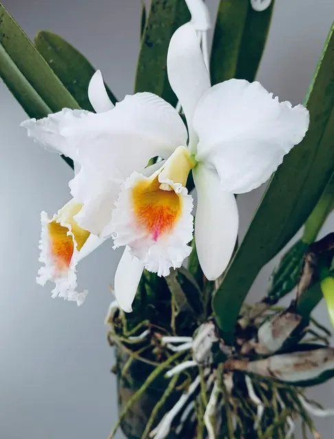 Cattleya percivaliana fma semi-alba