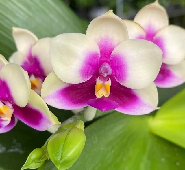 Phalaenopsis SG Passion 'Sweetheart'