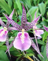 In Spike Fragrant Miltassia Charles M. Fitch ‘Izumi’ (3.5″ pot)