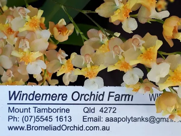 Oncidium Twinkles 'Fragrant Fantasy'