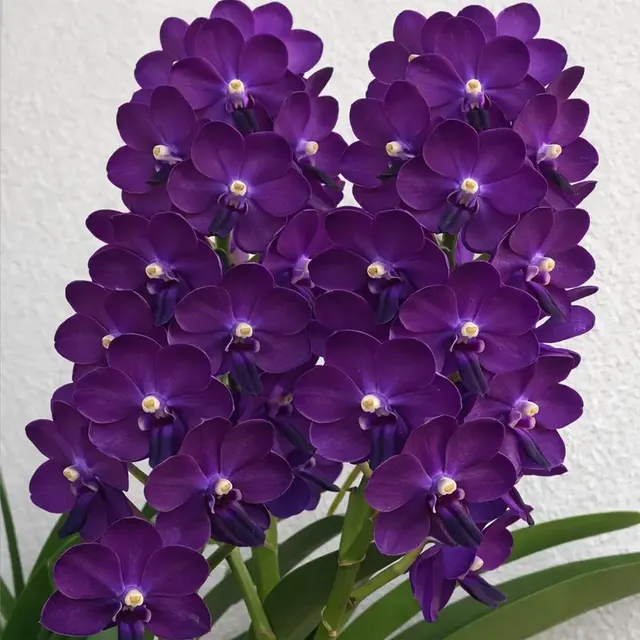 Vanda Bangsai Star Blue (Vanda)