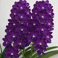 Vanda Bangsai Star Blue Blooming Size