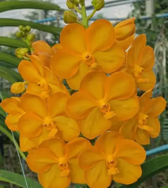 Vanda Boonyarit Pastel 73 Blooming Size (Vanda)