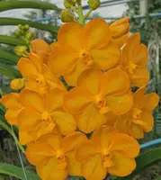 Vanda Boonyarit Pastel 73 Blooming Size
