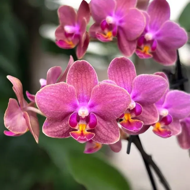Phalaenopsis Diffusion 'Aromio Exotic'
