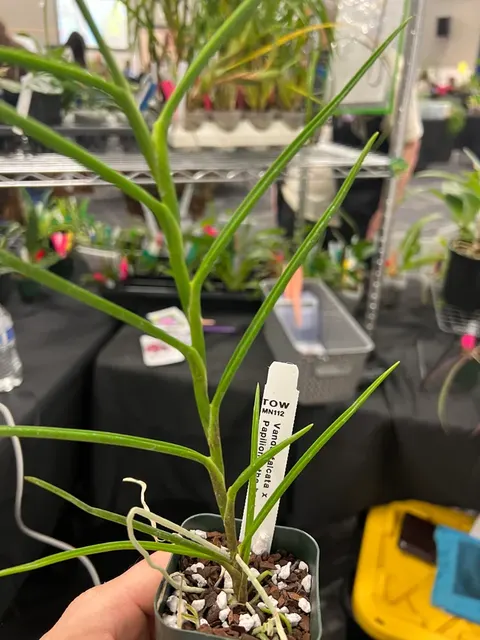 Vanda falcata x (Vanda)