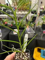 V. falcata x Pap. hookeriana